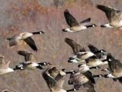 Дівчина з Рівного присвятила пісню героїчним гусям