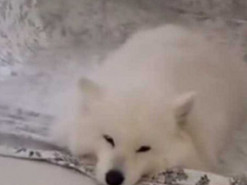 Хозяин придумал оригинальный способ спасения питомца от жары