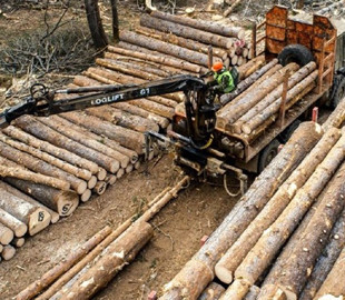 РФ оставили без высоких технологий. Кремль в ответ запретил экспорт древесины