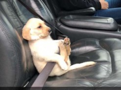 Полиция использовала фото щенка, чтобы напомнить людям о ремнях безопасности