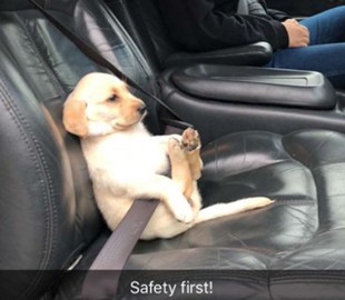Полиция использовала фото щенка, чтобы напомнить людям о ремнях безопасности