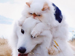 "Я не ворчливый кот!" — уморительная дружба кота и собаки покорила интернет