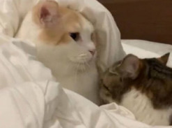 Романтичный кот поцеловал кошку и стал звездой Сети