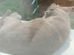 Сам себе враг: кошка на ровном месте упала с подоконника