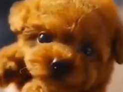 Крохотный щенок очаровал пользователей интернета