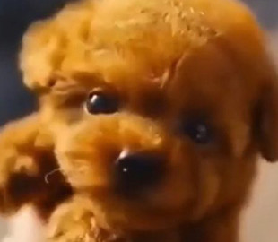 Крохотный щенок очаровал пользователей интернета