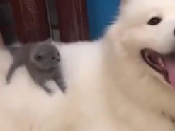 Котёнок показал преимущества дружбы с большими собаками и умилил интернет