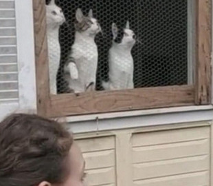 Сеть насмешили коты, пристально наблюдающие за игрой в мяч