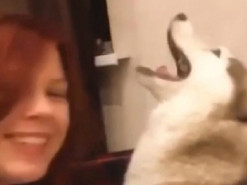 Собака решила откровенно высказаться, как ей не нравится купаться