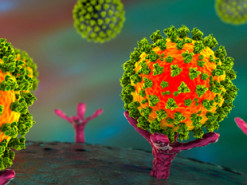 Ученые научились сортировать респираторные вирусы с помощью машинного обучения