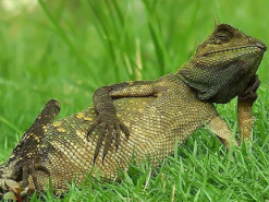 Посмотрите, как ленивая ящерица отдыхает в траве: фотограф поймал уникальный кадр и стал знаменитым