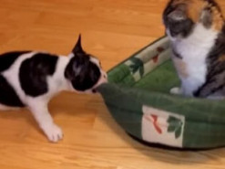 Новый хит: собака «отвоевала» у кота лежанку