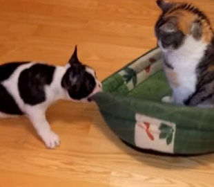 Новый хит: собака «отвоевала» у кота лежанку