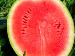 The New York Times "помилково" опублікувала статтю про кавуни на Марсі