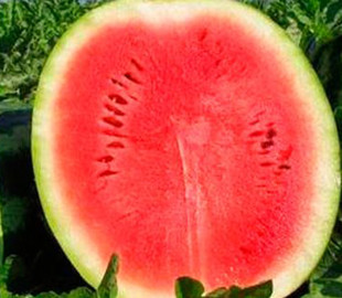 The New York Times "помилково" опублікувала статтю про кавуни на Марсі