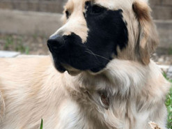 Собака из-за необычной мордочки прославилась в Instagram