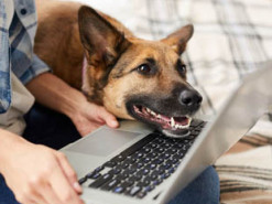 Главный инструмент удаленки. Как изменился спрос на ноутбуки во время карантина