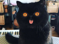 Черный кот с необычной мордочкой стал звездой Сети