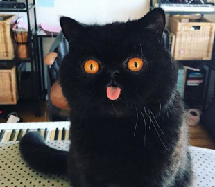 Черный кот с необычной мордочкой стал звездой Сети