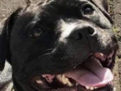 Женщина заказала игрушечную копию своей собаки – результат рассмешил сеть