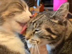 Кот решил поцеловать хозяйку и испытал на себе гнев ревнивой кошки