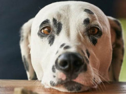 Вот это талант: одаренный далматинец исполнил собственный музыкальный номер