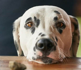 Вот это талант: одаренный далматинец исполнил собственный музыкальный номер