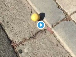 Видео с катящимся со склона лимоном собрало 6 миллионов просмотров