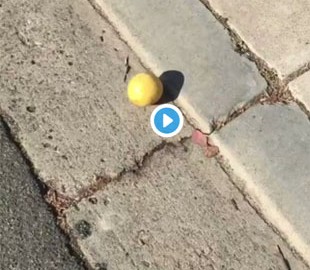 Видео с катящимся со склона лимоном собрало 6 миллионов просмотров