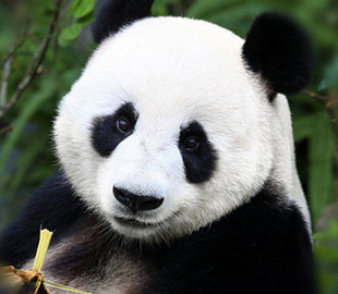 Стеснительная панда покорила YouTube