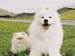 Дружба улыбчивого пса и сердитого кота восхитила Сеть