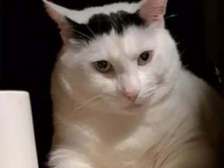 Недовольный кот Бендер прославился в интернете и стал мемом