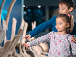 Во время онлайн-конференции палеонтологам запретили говорить слово «кость»