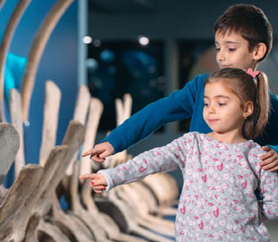 Во время онлайн-конференции палеонтологам запретили говорить слово «кость»