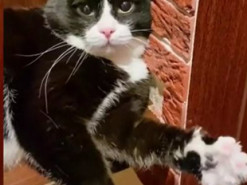 «Ступай, женщина»: Кот махал лапкой хозяйке, которая шла на работу