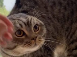 Эмоциональная реакция кота на молнию попала на видео