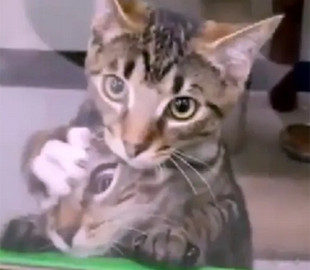 Спор котят за стеклом магазина рассмешил Сеть