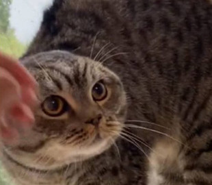 Эмоциональная реакция кота на молнию попала на видео