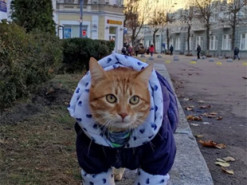 Житомирский кот стал рекордсменом Украины