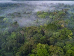 На Facebook незаконно продають ділянки тропічних лісів Амазонії