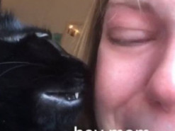 Пушистый утешитель умилил Сеть, вытирая слезы плачущей хозяйки