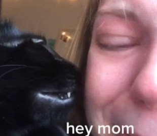 Пушистый утешитель умилил Сеть, вытирая слезы плачущей хозяйки