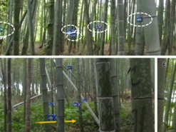 Китайские инженеры научили дроны перемещаться роем в зарослях бамбука