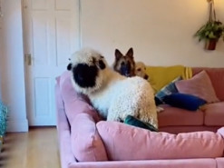 Собаки привели в дом подругу, но тут вернулась хозяйка - только посмотрите на эти виноватые морды