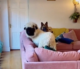 Собаки привели в дом подругу, но тут вернулась хозяйка - только посмотрите на эти виноватые морды