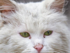 Коти війни: фотограф показав портрети покинутих та загублених тварин під Києвом