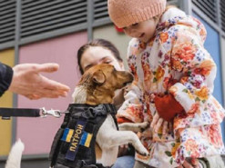 Хвостата психологічна реабілітація: пес-сапер Патрон відвідав діток в Охматдиті