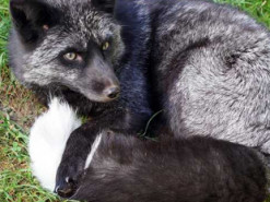 Неожиданный талант: Сеть покорила лиса, которая поет как человек