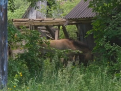 Спецпроект Netflix показал возрождение природы в Чернобыле