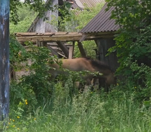 Спецпроект Netflix показал возрождение природы в Чернобыле